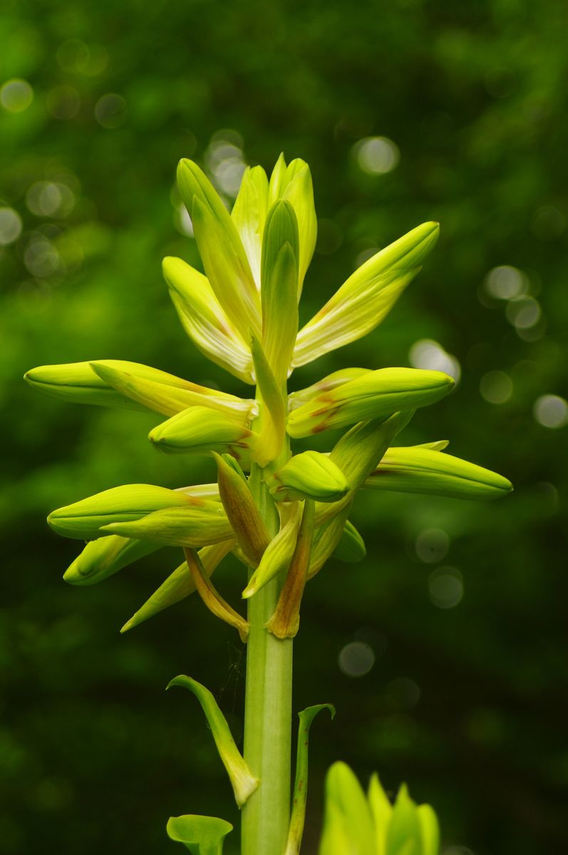 オオウバユリの開花 2021