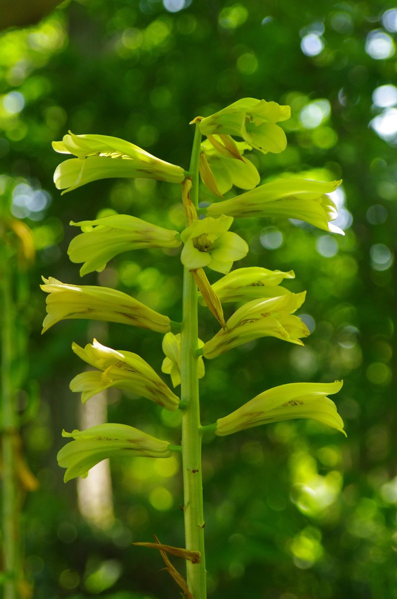 オオウバユリの開花 2021