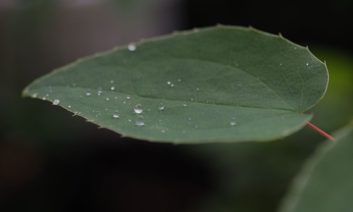 ほぼ一日、雨