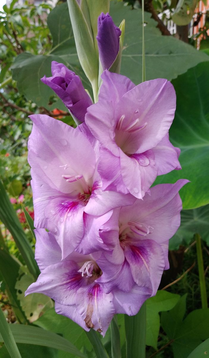 グラジオラスの花ってカッコいいですよね。