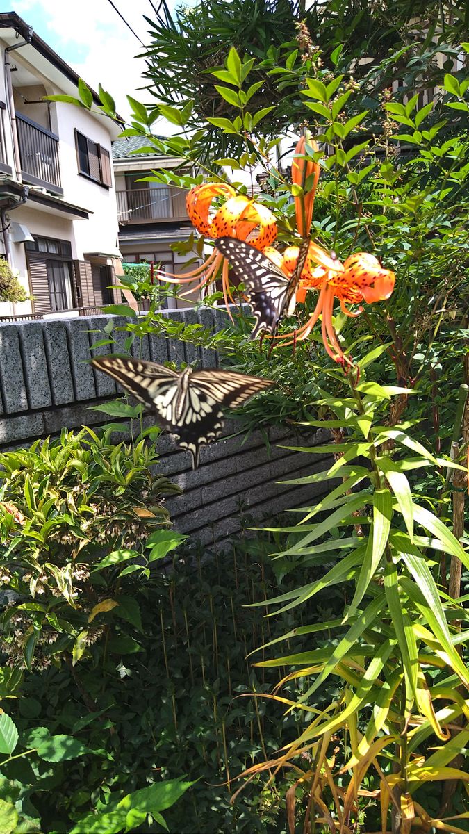 🦋アゲハチョウの共演〜🦋☆彡