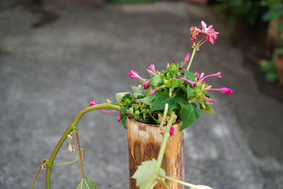 おうち生け花