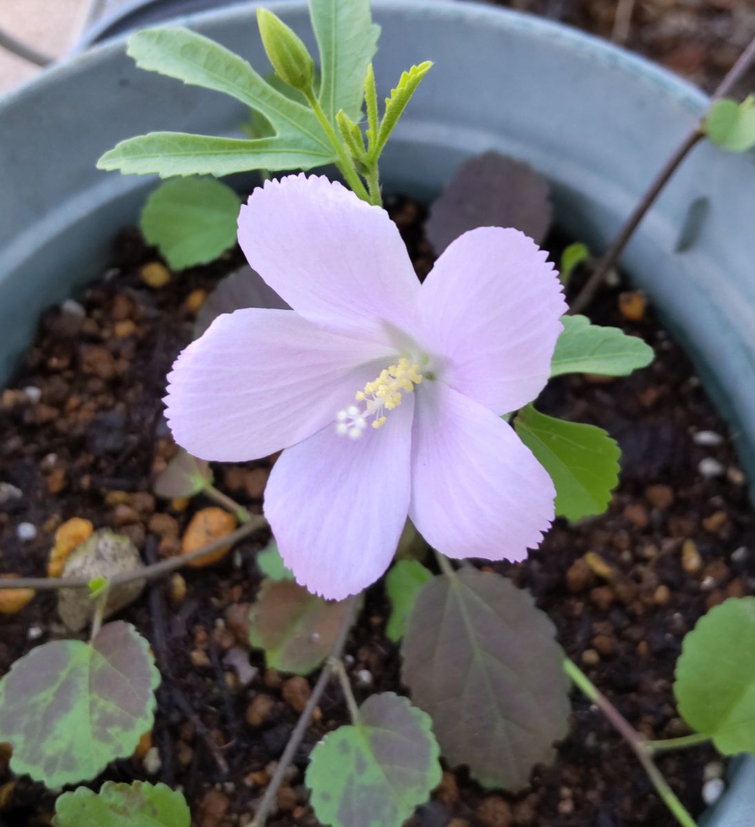 原種ハイビスカス ロバツス🌺