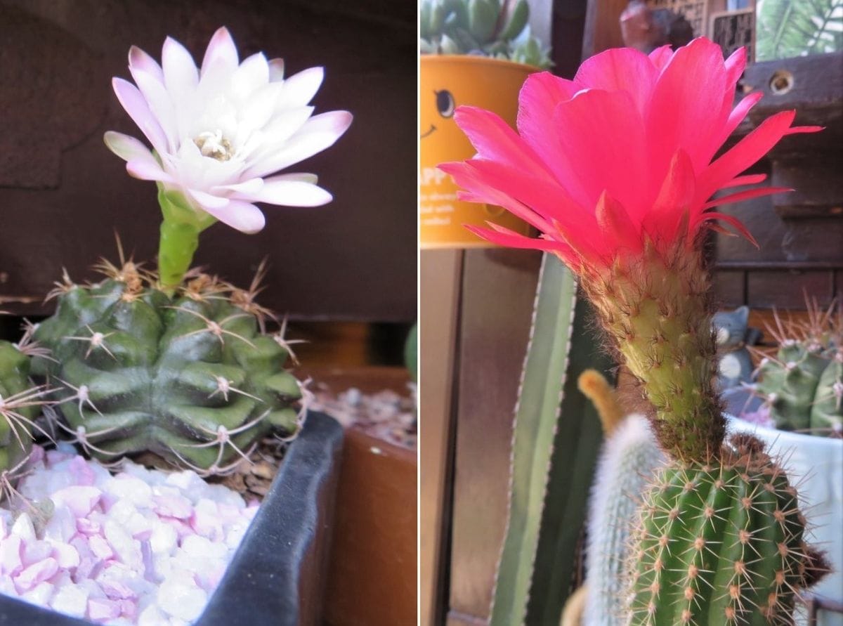 🌵サボテンの花🌵その19