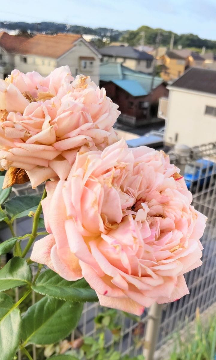 猛暑に咲く薔薇🌹②