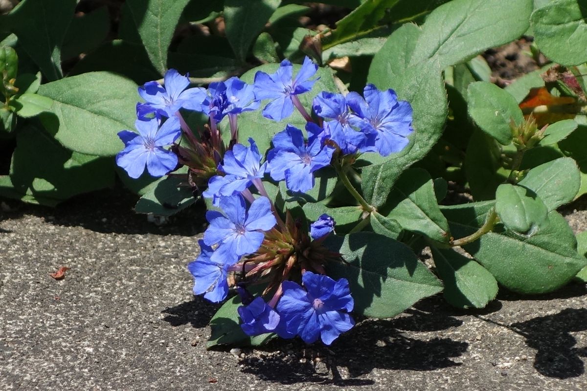 夏がきた♪