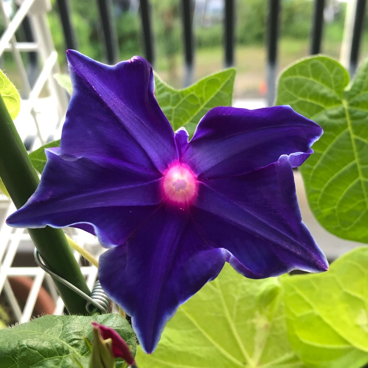 4代目桔梗咲き朝顔も初花開花❣️