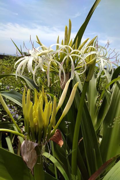 砂浜に咲く花