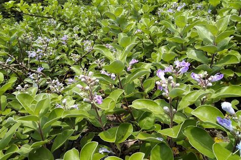 砂浜に咲く花