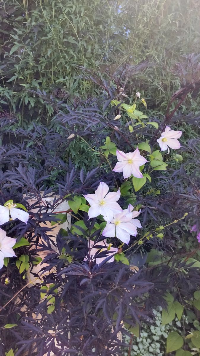 苫小牧の花ともさん