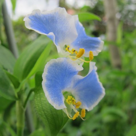 大好きな花