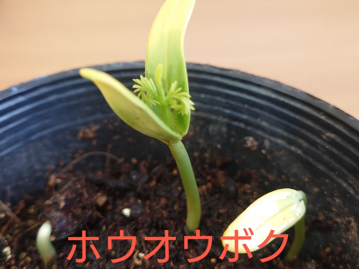 そよそよする葉🌿