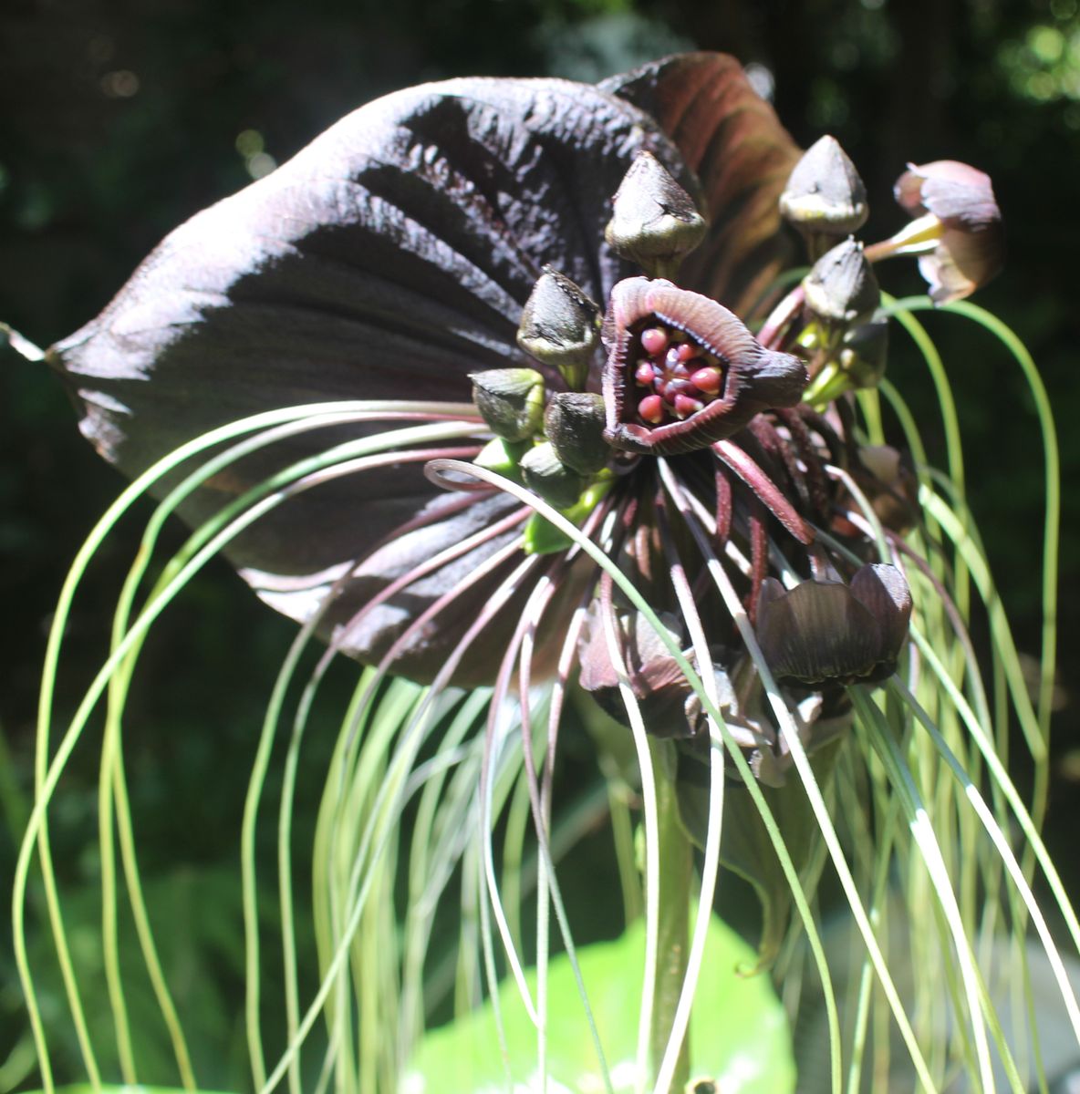 タッカシャントリエリの花