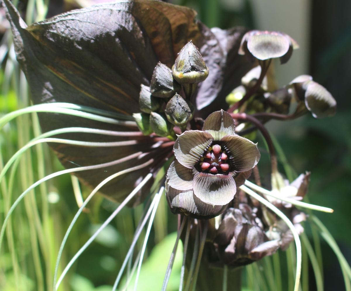 タッカシャントリエリの花