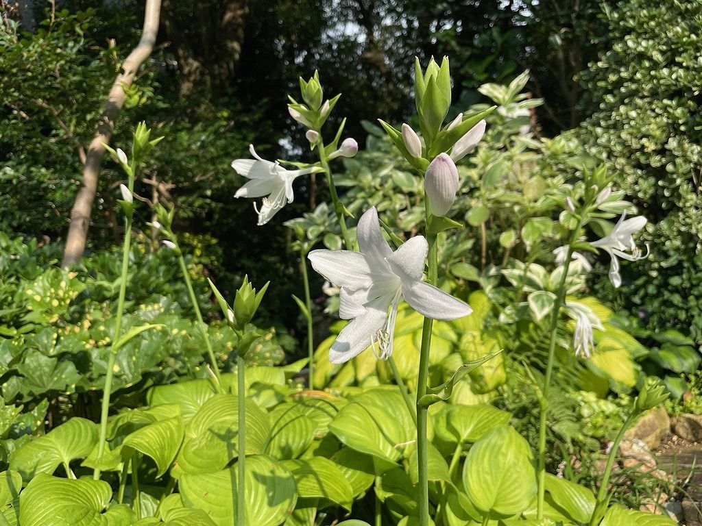 ギボウシの花