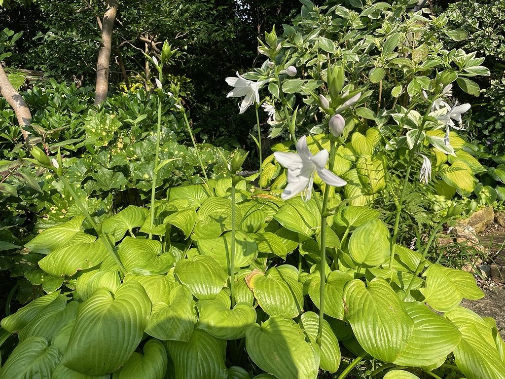 ギボウシの花