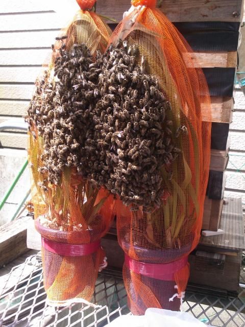 日本ミツバチとシンビ