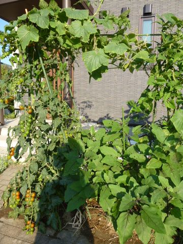 家庭菜園7月22日