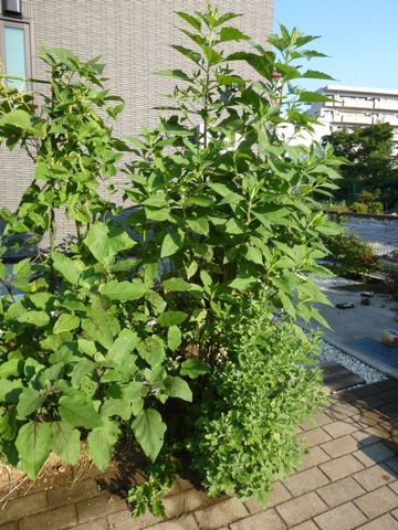 家庭菜園7月22日