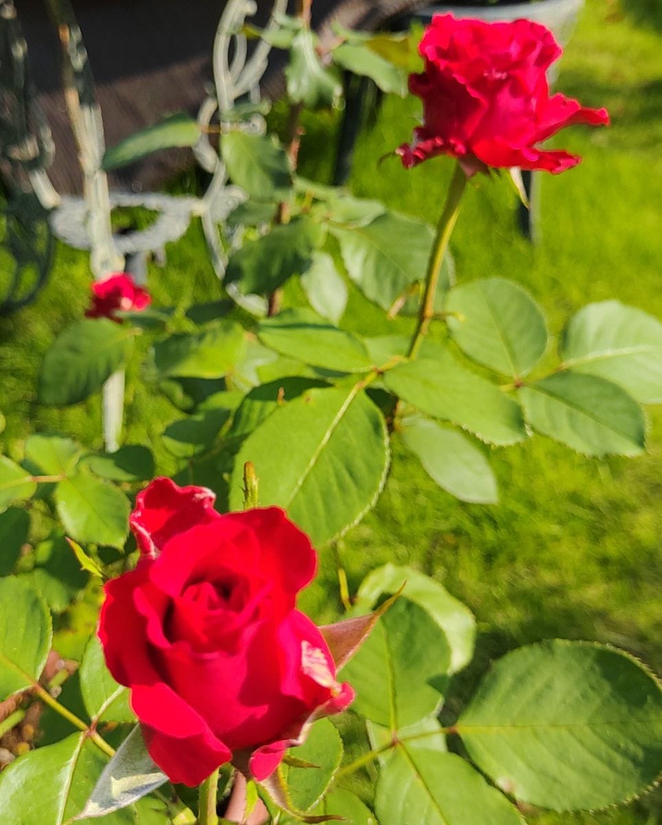 暑い中、次々と花を咲かせるバラ達