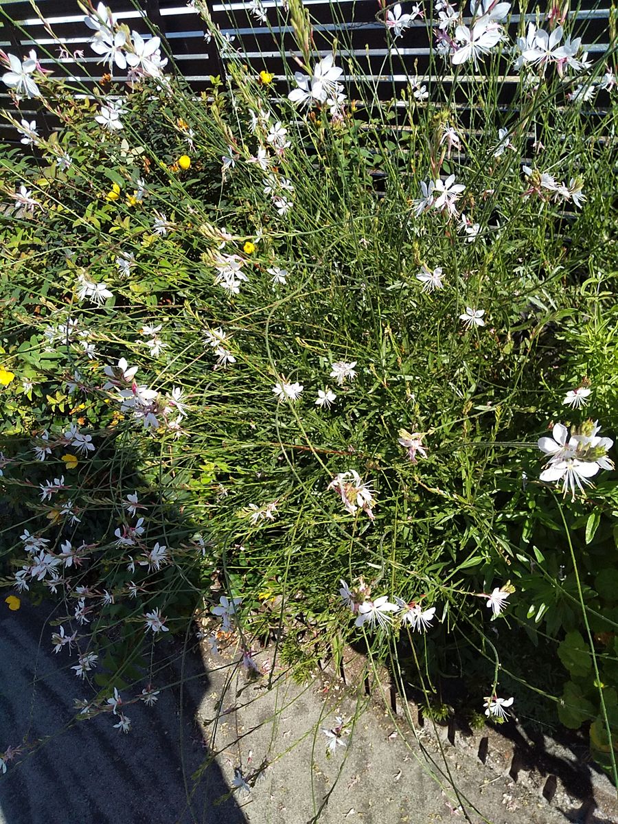 ☀夏の庭でも元気な子(^o^)