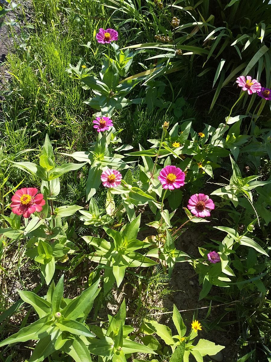 ☀夏の庭でも元気な子(^o^)