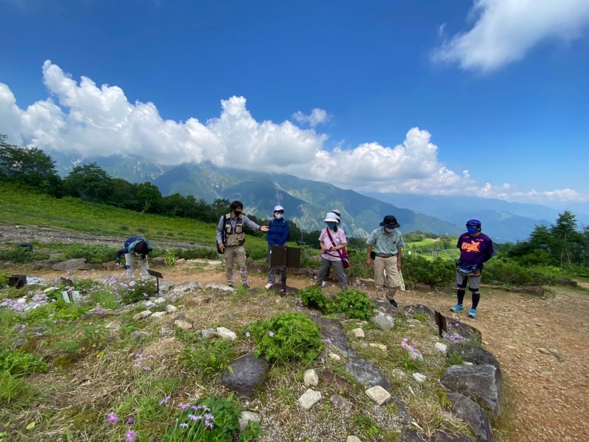 【白馬五竜高山植物園】7月の学芸員ガイド初日