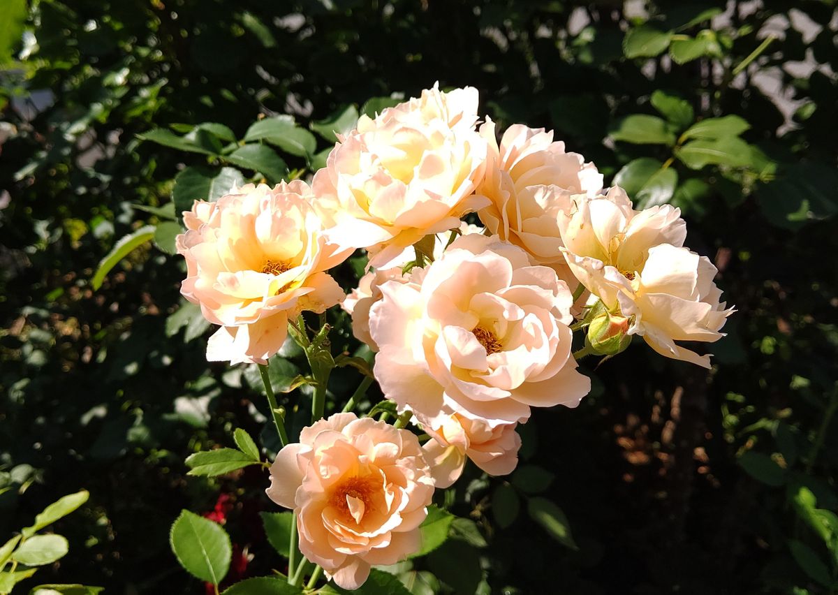 和ばら🌹夏の見納め