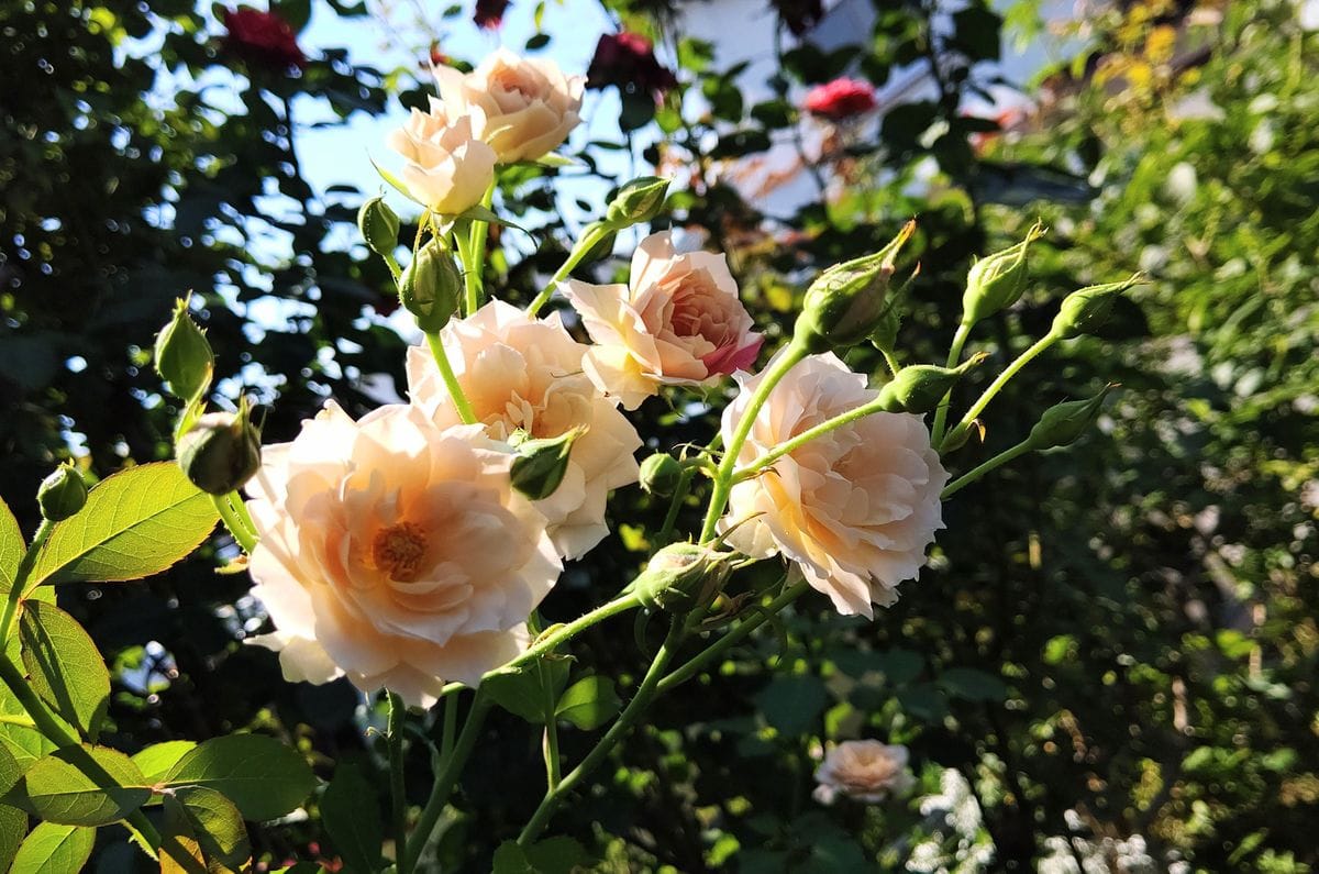 和ばら🌹夏の見納め