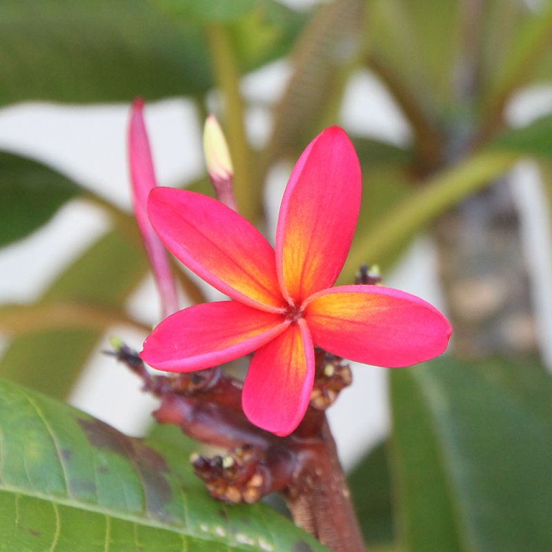 赤いプルメリアの開花