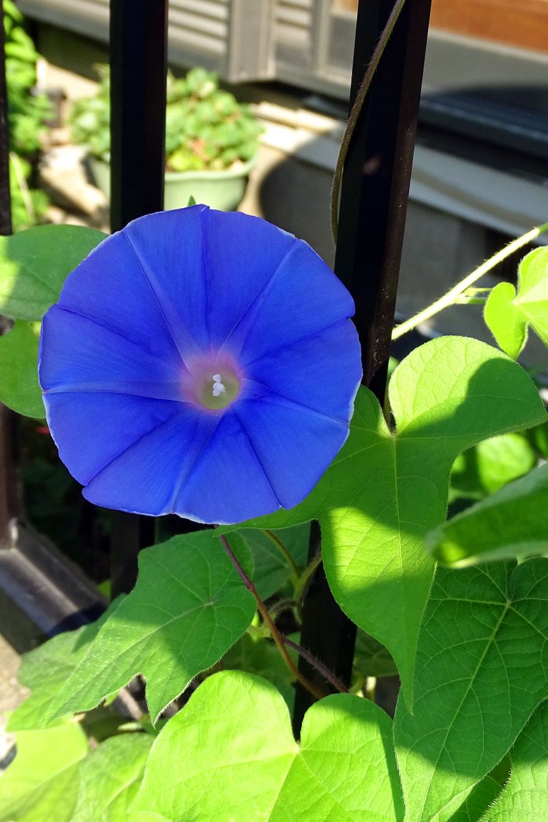 三題噺　～爪覆輪 槿花 鷺～