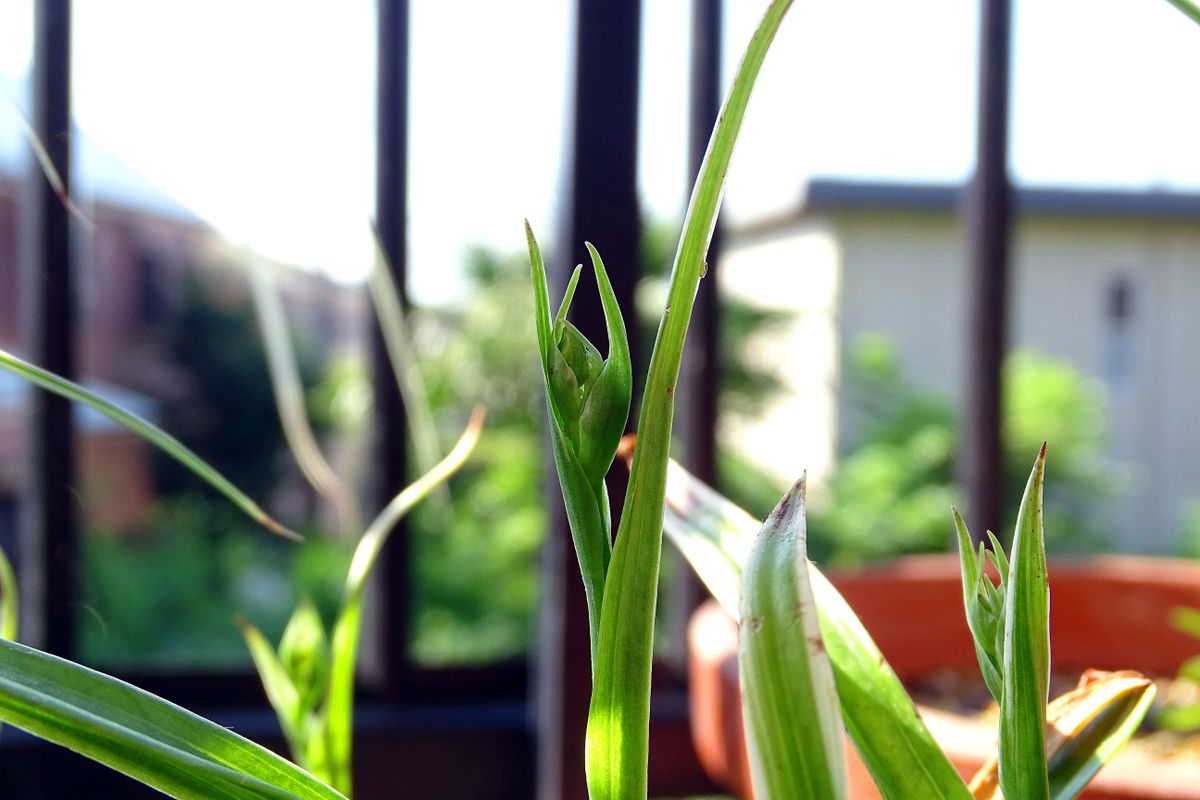 三題噺　～爪覆輪 槿花 鷺～