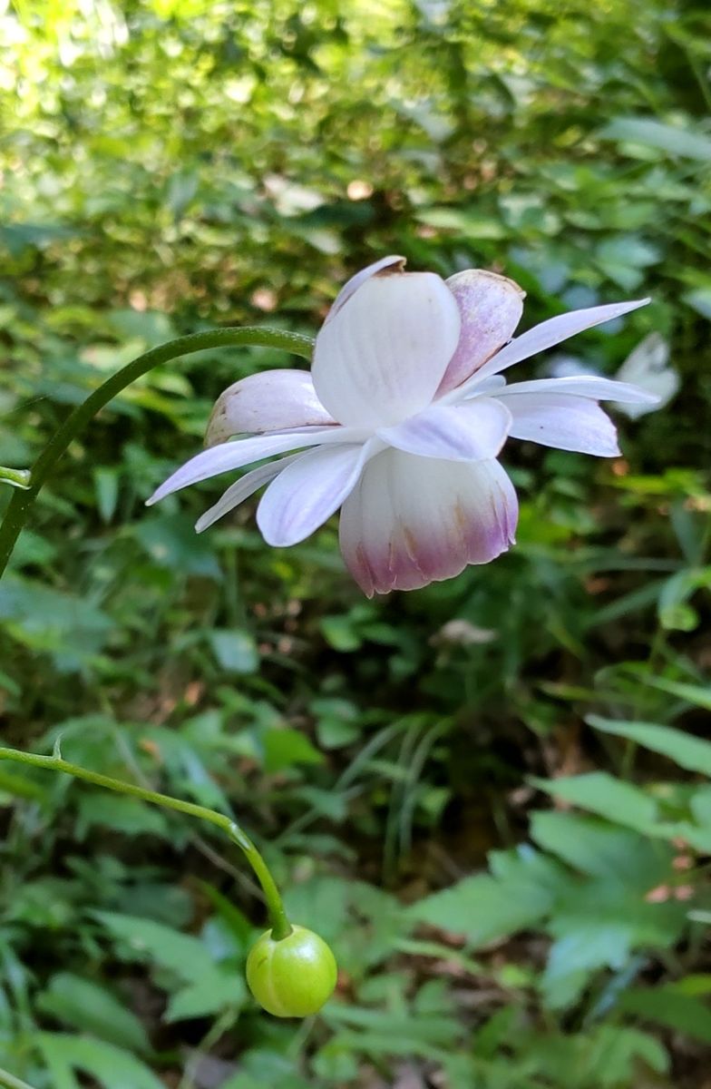 レンゲショウマの花を見てきました。