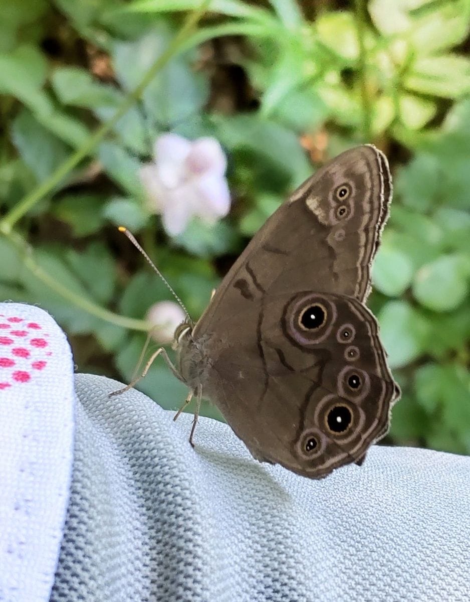 レンゲショウマの花を見てきました。