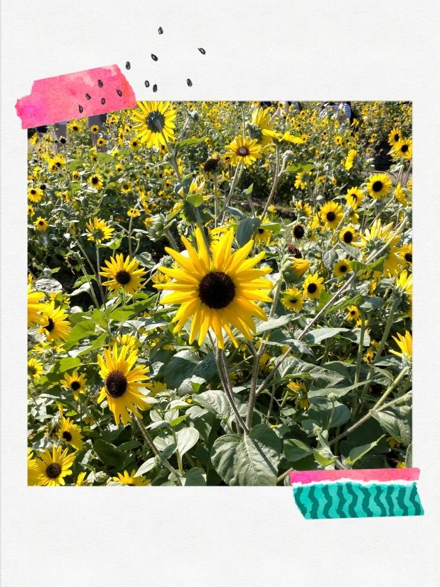 ソレイユの丘🌻✨