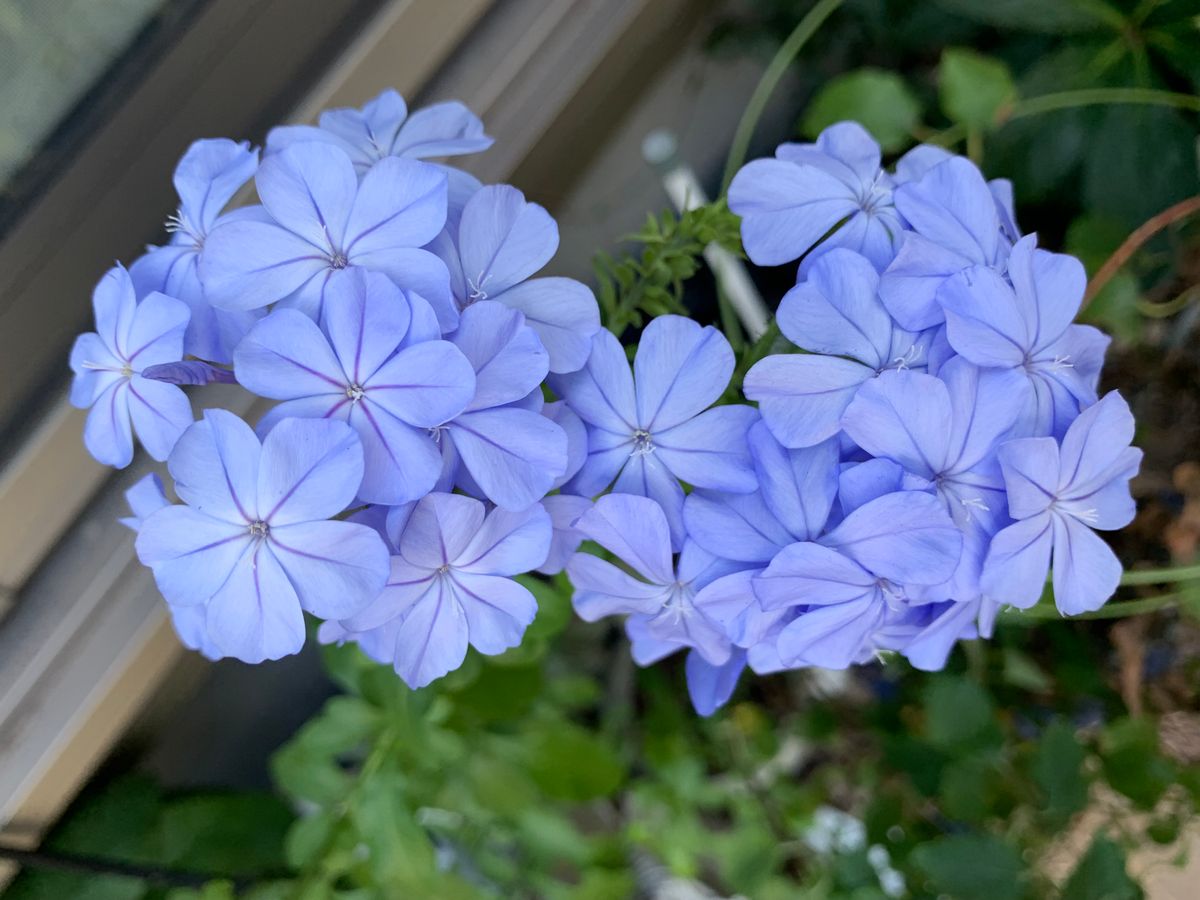 涼し気なお花達(^_-)-☆