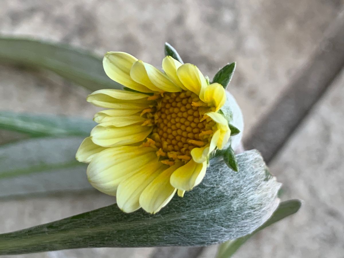 涼し気なお花達(^_-)-☆