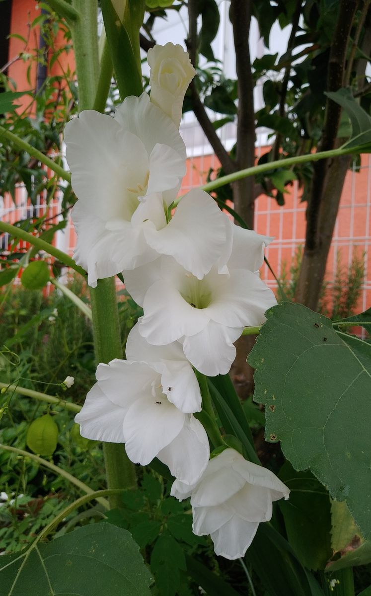 グラジオラスの白花