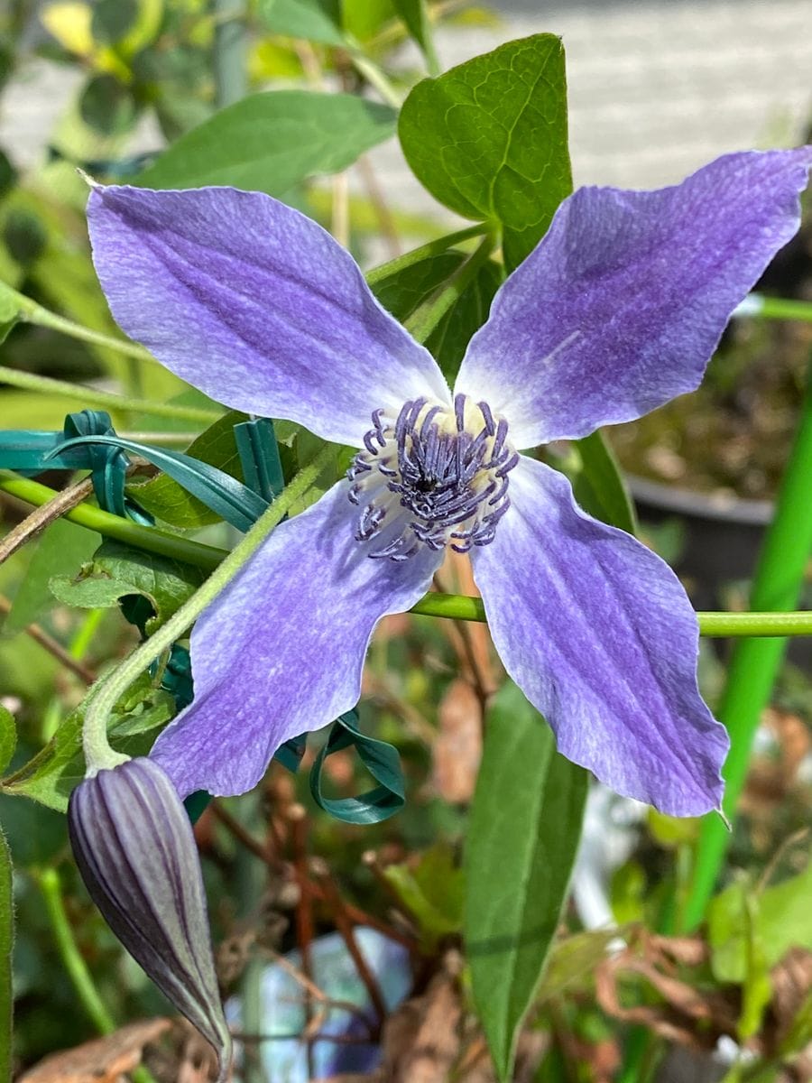 ブルー系の花