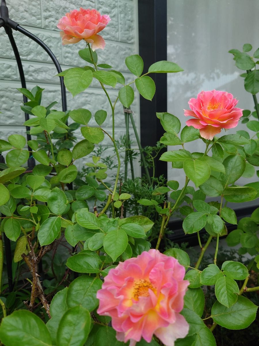 バラと謎の花〜夕方良い感じに撮れたから差し替えちゃった