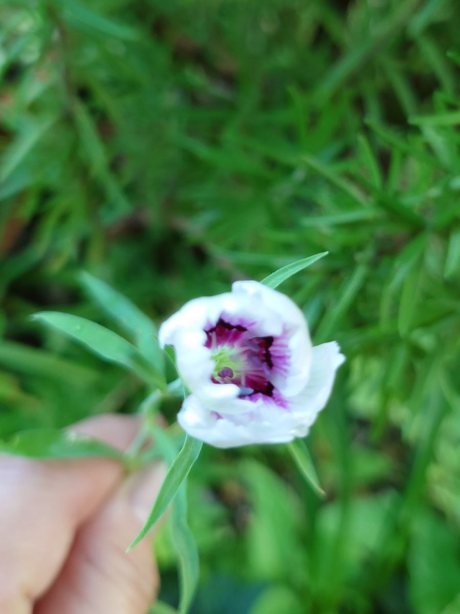 バラと謎の花〜夕方良い感じに撮れたから差し替えちゃった