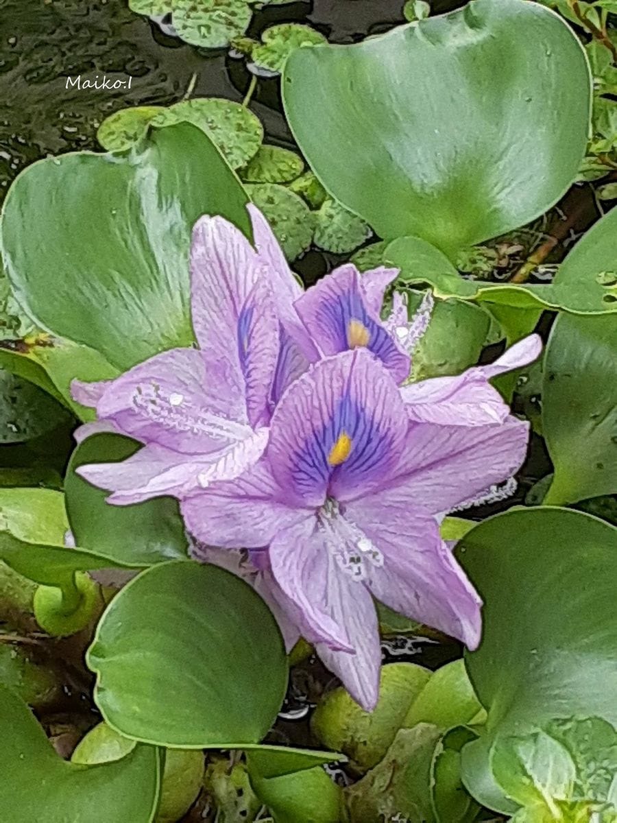 夏でやんす。