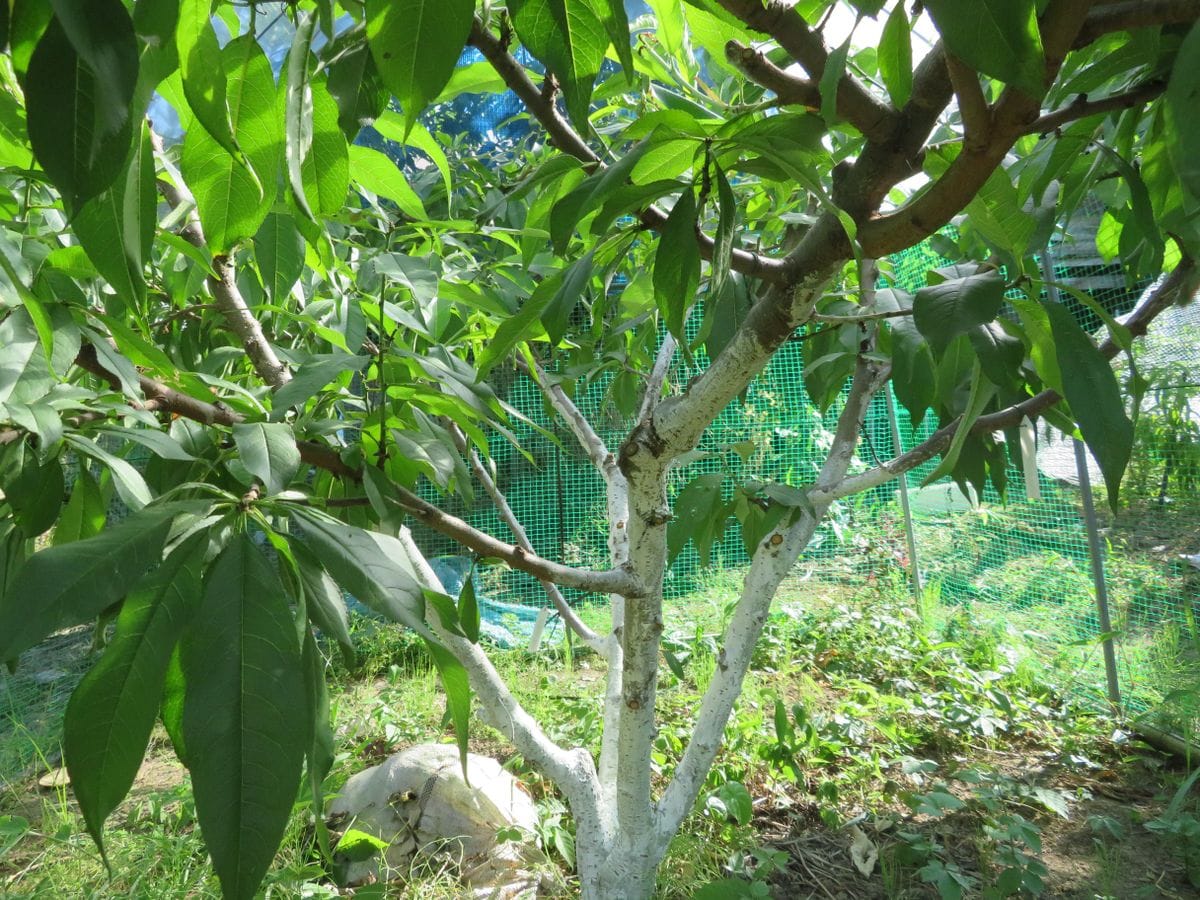 今シーズン第三弾、中生の桃「夏おとめ」を収穫