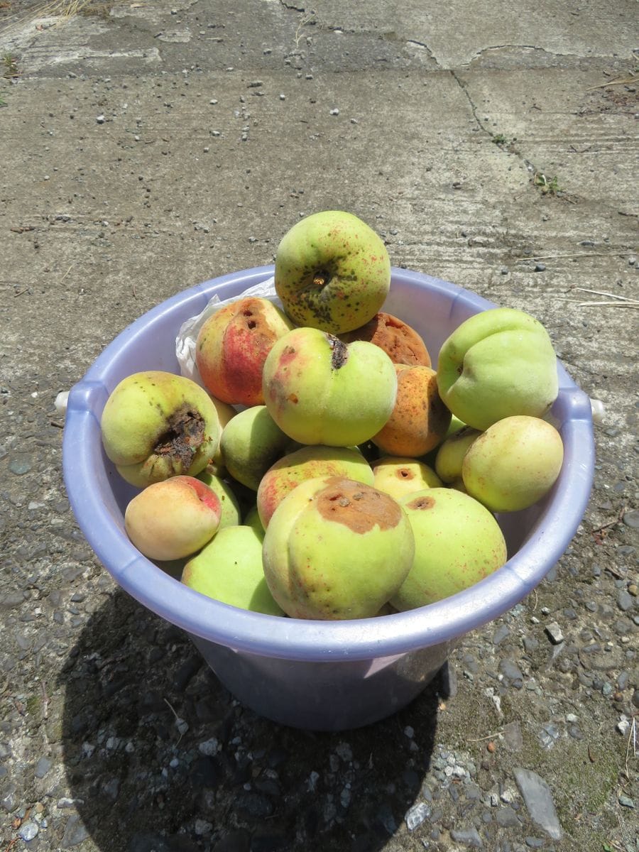 今シーズン第三弾、中生の桃「夏おとめ」を収穫