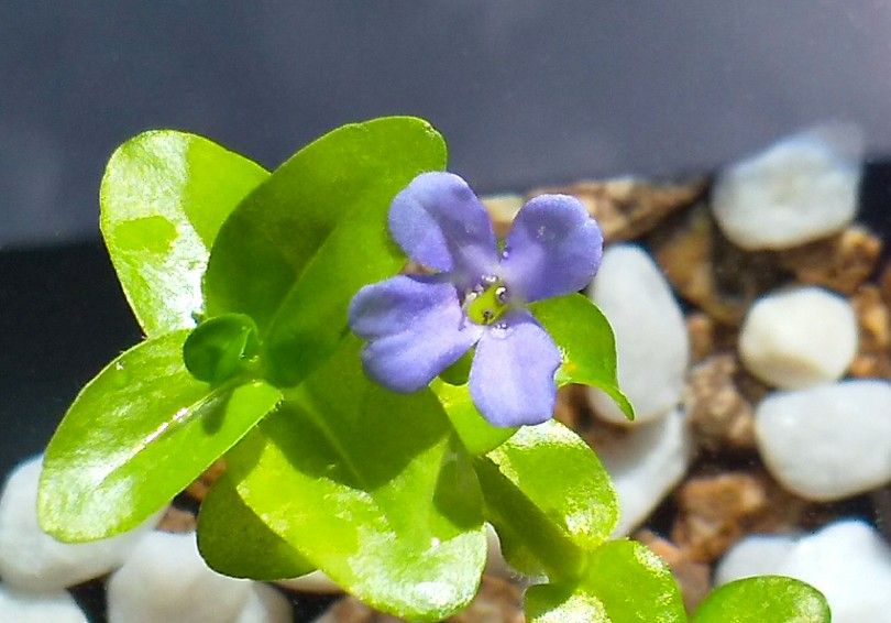 ウォーターバコパのお花