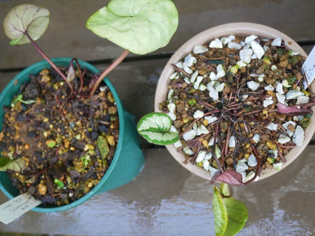 原種シクラメン、さくらベゴニア 🌱