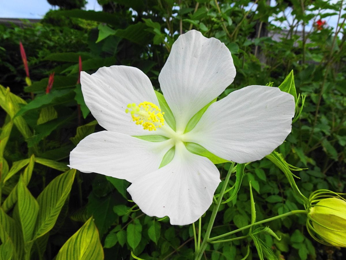 アオイ科の花々