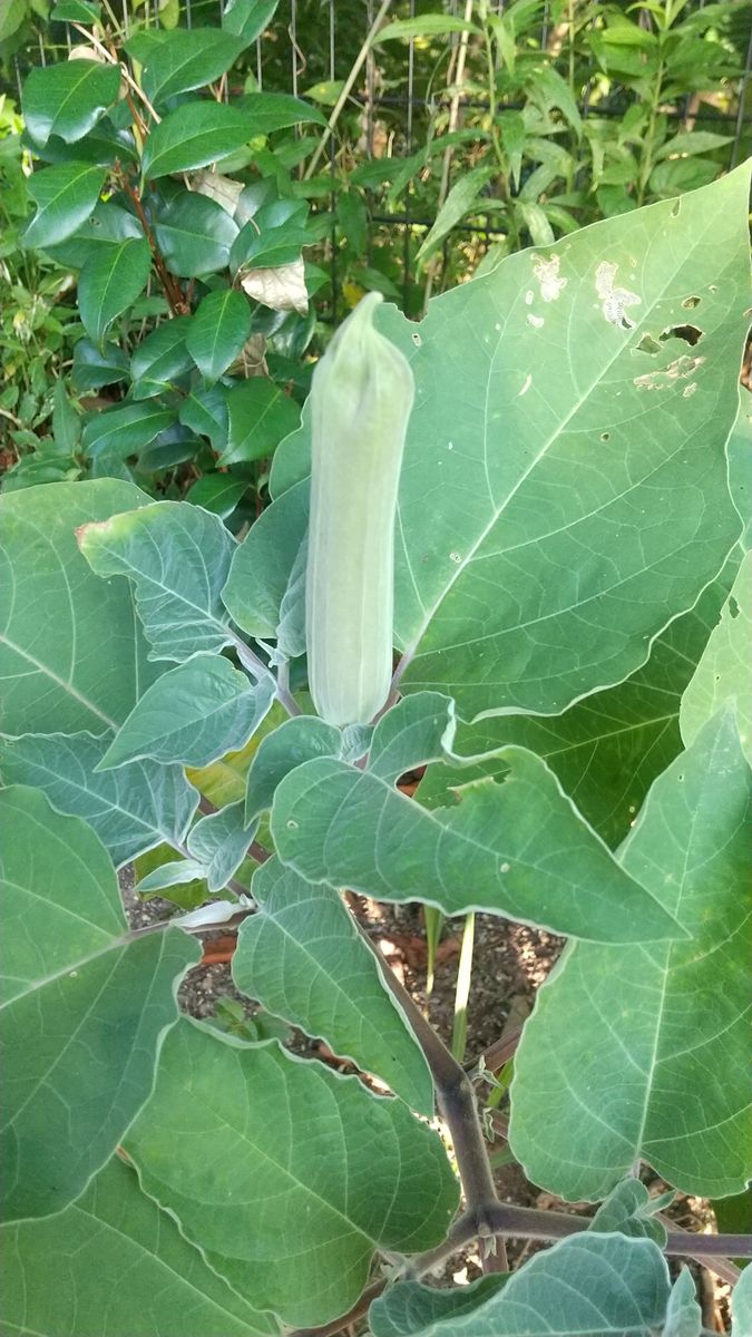 ダチュラの花が咲きだしました