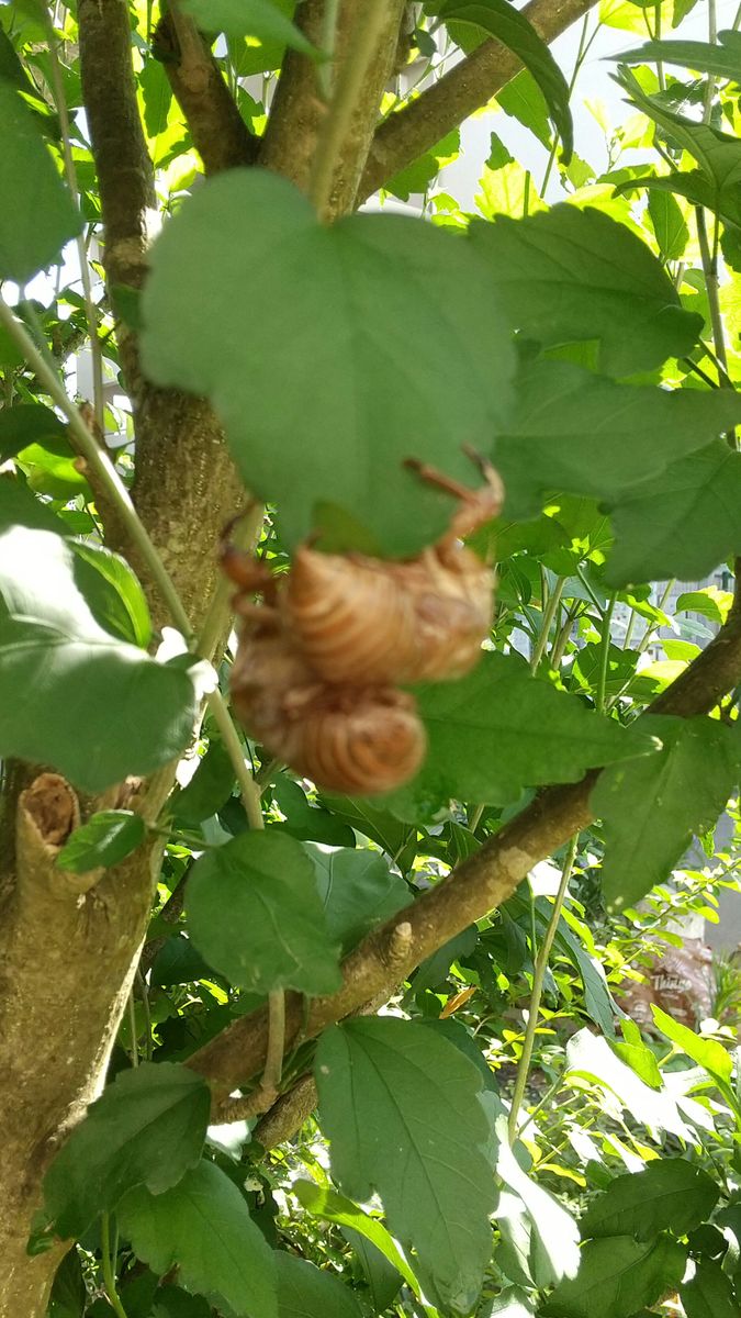 ダチュラの花が咲きだしました