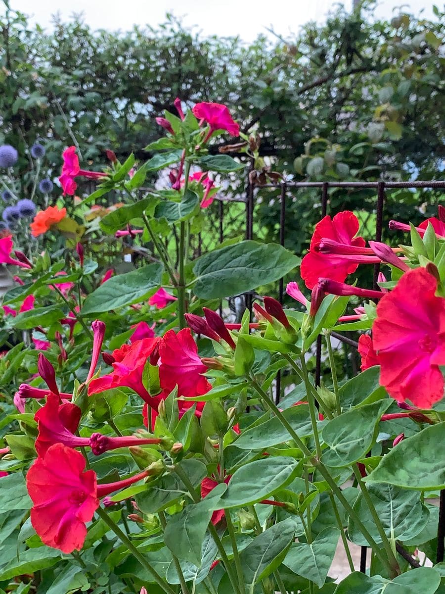 『オシロイバナ🧚‍♀️白粉花』〜やっと咲きました〜